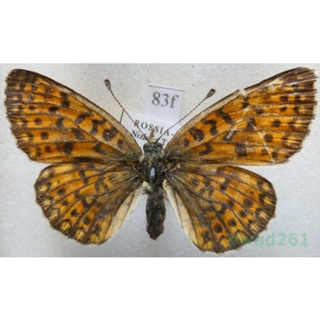 Boloria selene (Denis & Schiffermüller, 1775) Dostojka selene Russia83f